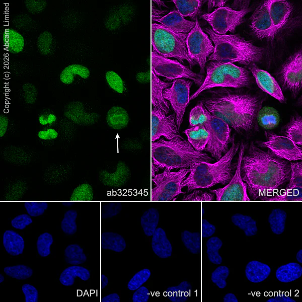 Immunocytochemistry/ Immunofluorescence - Anti-CDCA2 antibody [EPR28722-6] (AB325345)