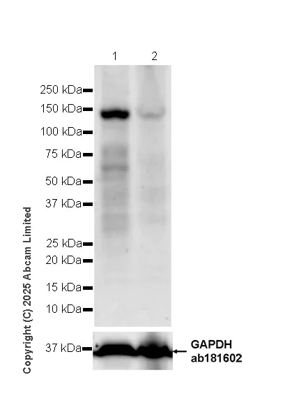 Western blot - Anti-CDCA2 antibody [EPR28722-6] - BSA and Azide free (AB325353)