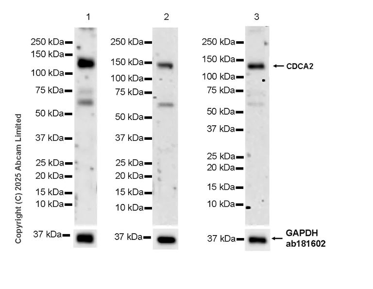 Western blot - Anti-CDCA2 antibody [EPR28722-6] - BSA and Azide free (AB325353)