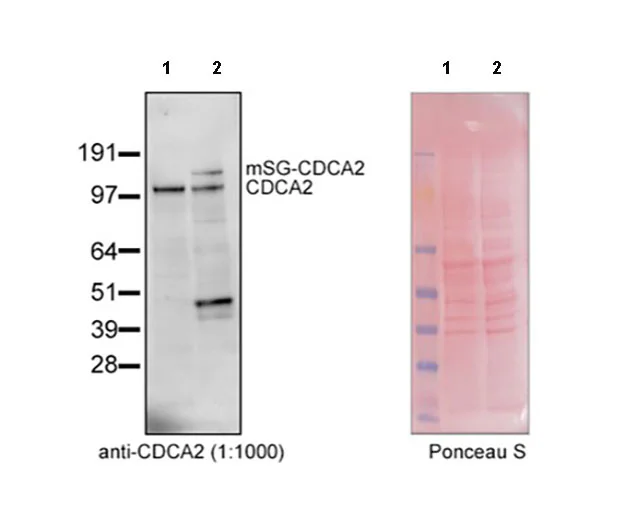 Western blot - Anti-CDCA2 antibody [EPR28722-6] - BSA and Azide free (AB325353)