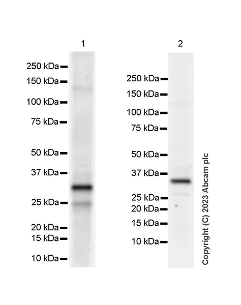 Western blot - Anti-CDCA5 antibody [EPR16331] - BSA and Azide free (AB240328)