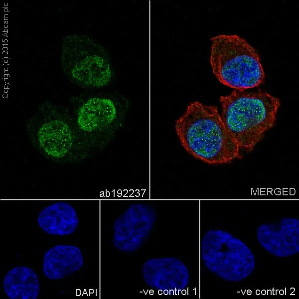Immunocytochemistry/ Immunofluorescence - Anti-CDCA5 antibody [EPR16331] - C-terminal (AB192237)