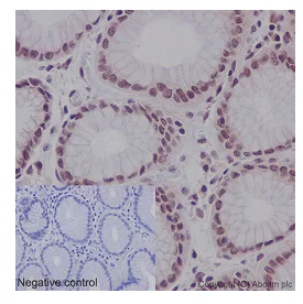 Immunohistochemistry (Formalin/PFA-fixed paraffin-embedded sections) - Anti-CDCA5 antibody [EPR16331] - C-terminal (AB192237)