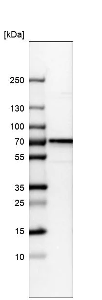 Western blot - Anti-CDCA7L/HR1 antibody (AB246958)
