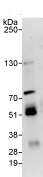 Immunoprecipitation - Anti-CDCA7L/HR1 antibody (AB70637), expandable thumbnail