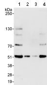 Western blot - Anti-CDCA7L/HR1 antibody (AB70637), expandable thumbnail