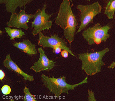Immunocytochemistry/ Immunofluorescence - Anti-CDCP1 antibody (AB1377)
