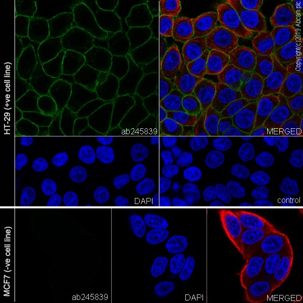 Immunocytochemistry/ Immunofluorescence - Anti-CDCP1 antibody [EPR22487-231] - BSA and Azide free (AB245983)