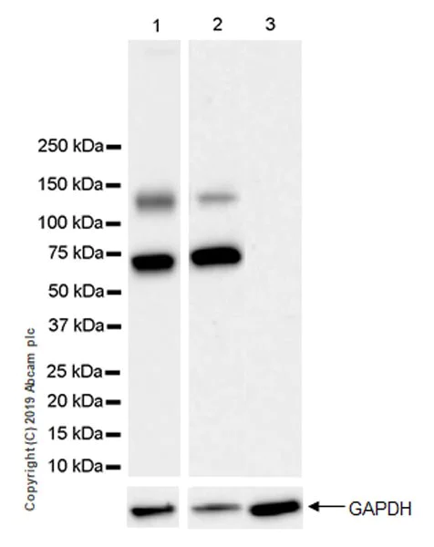 Western blot - Anti-CDCP1 antibody [EPR23162-102] (AB252947)
