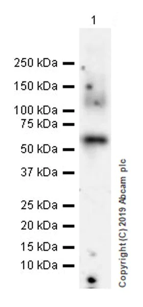 Western blot - Anti-CDCP1 antibody [EPR23162-102] (AB252947)