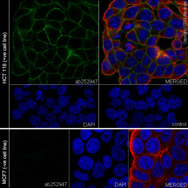 Immunocytochemistry/ Immunofluorescence - Anti-CDCP1 antibody [EPR23162-102] - BSA and Azide free (AB264472)