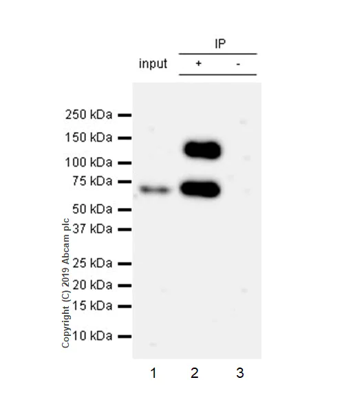 Immunoprecipitation - Anti-CDCP1 antibody [EPR23162-102] - BSA and Azide free (AB264472)