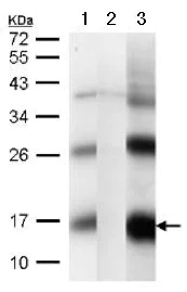 Western blot - Anti-CDGSH iron sulfur domain-containing protein 2 homolog antibody (AB127740)