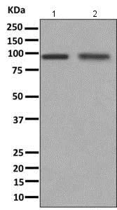 Western blot - Anti-CDHR4 antibody [EPR9098] - BSA and Azide free (AB249395)