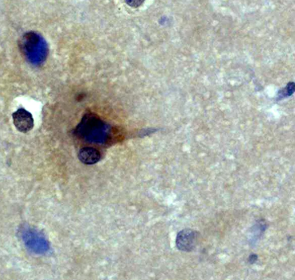 Immunohistochemistry (Formalin/PFA-fixed paraffin-embedded sections) - Anti-Cdk1-2-3-5 antibody [EP762RY] (AB206314)