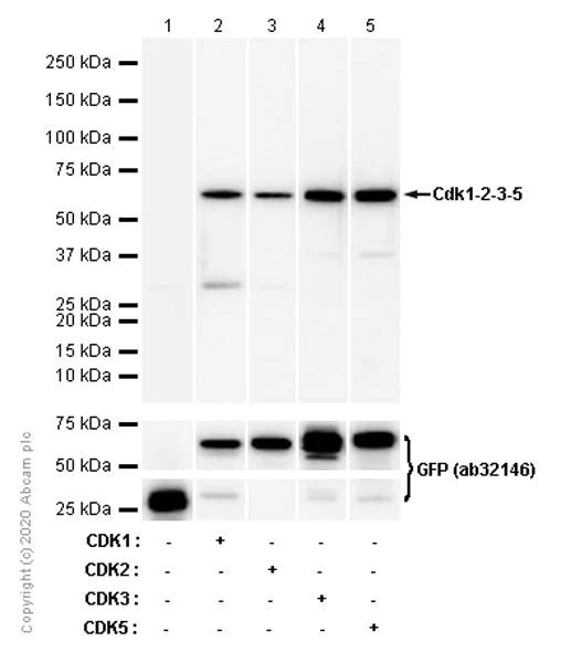 Western blot - Anti-Cdk1-2-3-5 antibody [EP762RY] (AB206314)