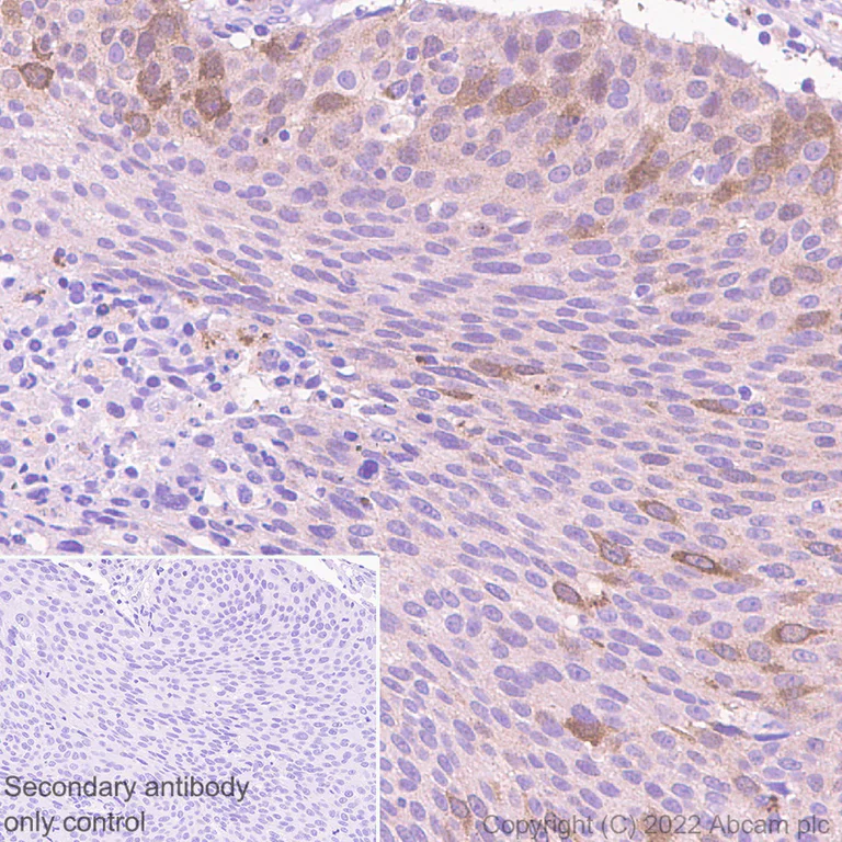 Immunohistochemistry (Formalin/PFA-fixed paraffin-embedded sections) - Anti-Cdk1-2-3-5 antibody [EP762RY] - BSA and Azide free (AB284857)