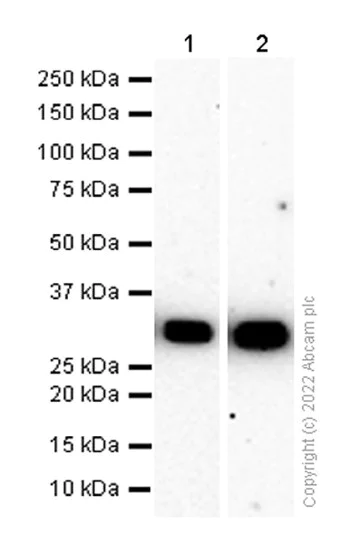 Western blot - Anti-Cdk1-2-3-5 antibody [EP762RY] - BSA and Azide free (AB284857)