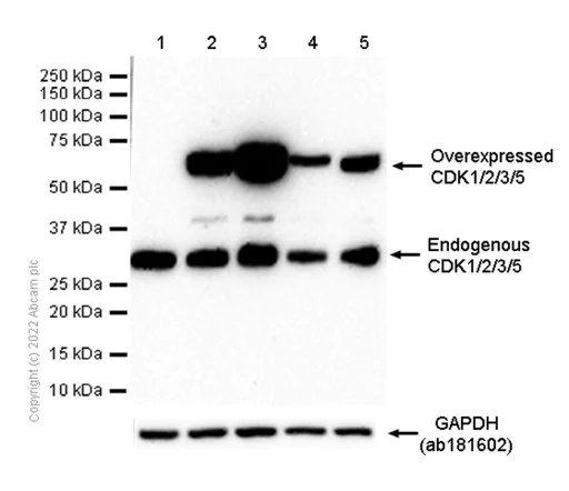 Western blot - Anti-Cdk1-2-3-5 antibody [EP762RY] - BSA and Azide free (AB284857)