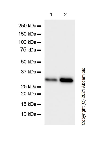 Western blot - Anti-CDK1 antibody [1/Cdk1/Cdc2] (AB280964)