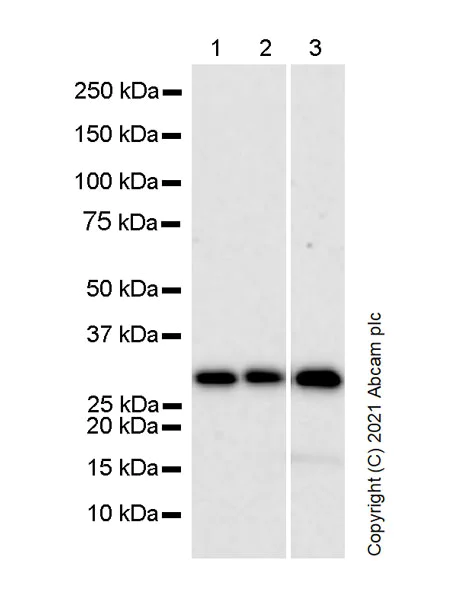 Western blot - Anti-CDK1 antibody [1/Cdk1/Cdc2] (AB280964)