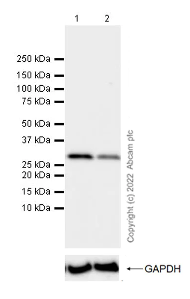 Western blot - Anti-CDK1 antibody [1/Cdk1/Cdc2] - BSA and Azide Free (AB305625)