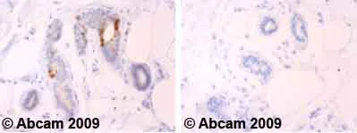 Immunohistochemistry (Formalin/PFA-fixed paraffin-embedded sections) - Anti-CDK1 antibody [A17] - BSA and Azide free (AB264084)