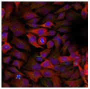 Immunocytochemistry/ Immunofluorescence - Anti-CDK1 antibody (AB131450)