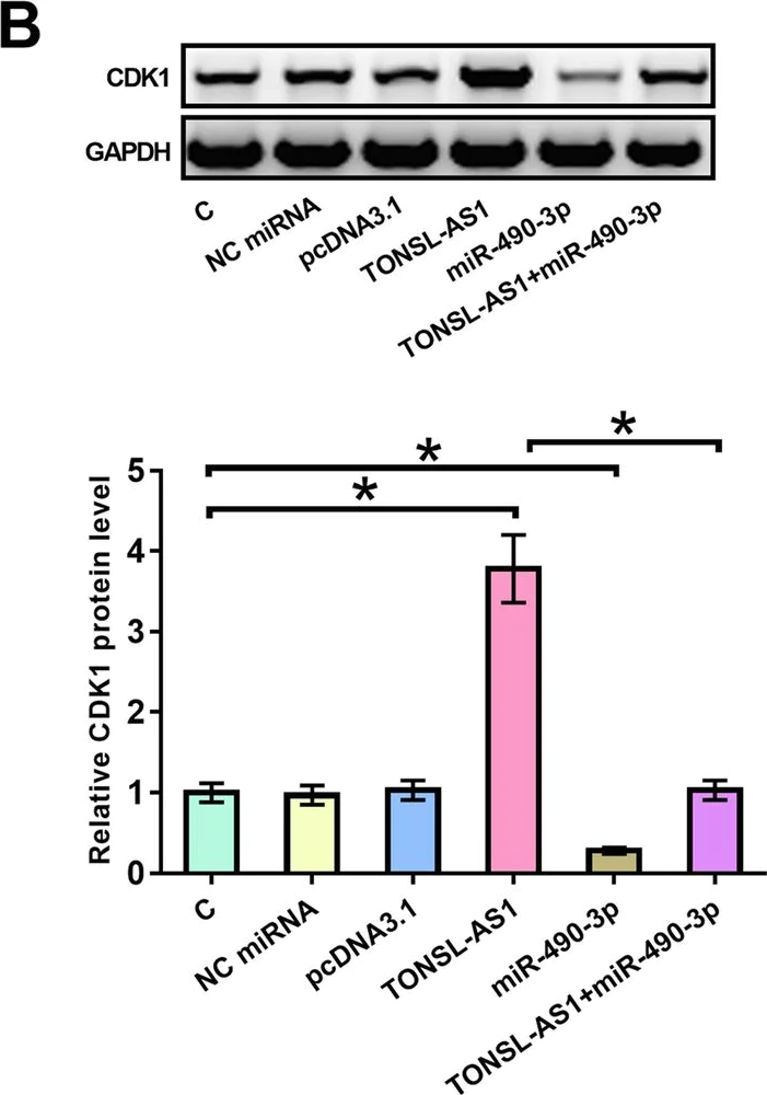 Western blot - Anti-CDK1 antibody (AB131450)