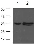 Western blot - Anti-CDK1 antibody (AB131450)