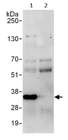 Immunoprecipitation - Anti-CDK1 antibody (AB245318)