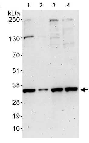 Western blot - Anti-CDK1 antibody (AB245318)