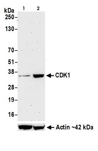 Western blot - Anti-CDK1 antibody [BLR085G] (AB265590), expandable thumbnail