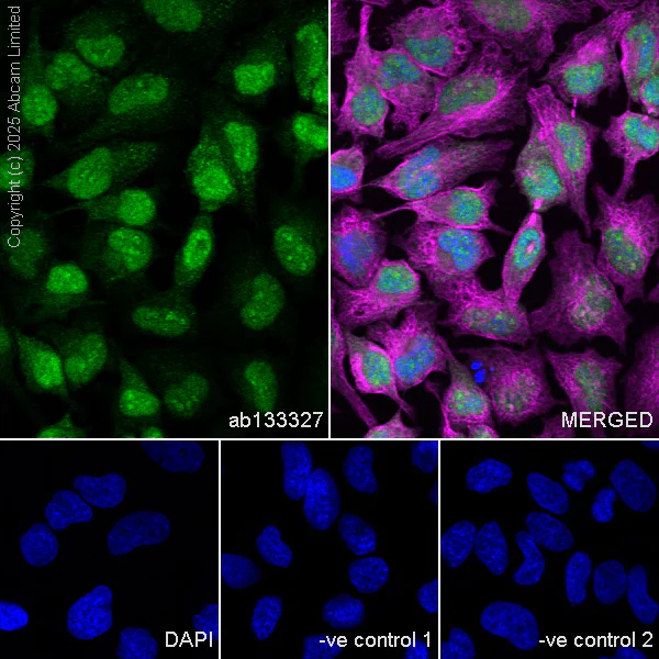 Immunocytochemistry/ Immunofluorescence - Anti-CDK1 antibody [EPR165] (AB133327)