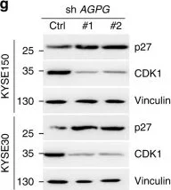 Western blot - Anti-CDK1 antibody [EPR165] (AB133327)