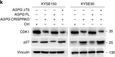 Western blot - Anti-CDK1 antibody [EPR165] (AB133327)