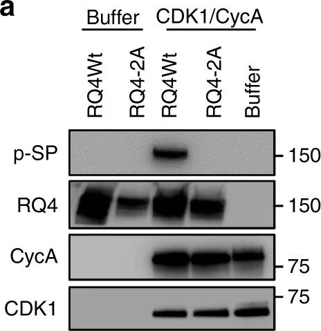 Western blot - Anti-CDK1 antibody [EPR165] (AB133327)