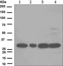 Western blot - Anti-CDK1 antibody [EPR165] (AB133327)
