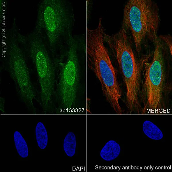 Immunocytochemistry/ Immunofluorescence - Anti-CDK1 antibody [EPR165] - BSA and Azide free (AB224269)