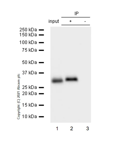 Immunoprecipitation - Anti-CDK1 antibody [EPR165] - BSA and Azide free (AB224269)
