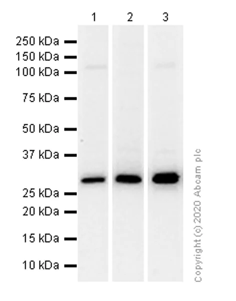 Western blot - Anti-CDK1 antibody [YE324] (AB32094)