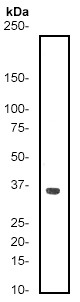 Western blot - Anti-CDK1 + CDK2 + CDK3 + CDK5 antibody [E53] - BSA and Azide free (AB247212), expandable thumbnail