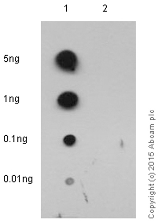 Dot Blot - Anti-CDK1 + CDK2 + CDK3 + CDK5 (phospho Y15) antibody [EPR2233Y] (AB76146), expandable thumbnail