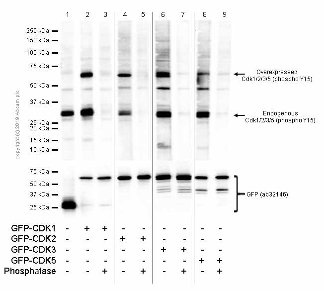 Western blot - Anti-CDK1 + CDK2 + CDK3 + CDK5 (phospho Y15) antibody [EPR2233Y] (AB76146), expandable thumbnail