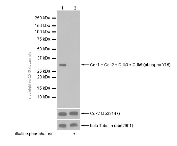 Western blot - Anti-CDK1 + CDK2 + CDK3 + CDK5 (phospho Y15) antibody [EPR2233Y] (AB76146), expandable thumbnail