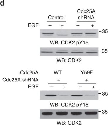 Western blot - Anti-CDK1 + CDK2 + CDK3 + CDK5 (phospho Y15) antibody [EPR2233Y] (ab76146), expandable thumbnail
