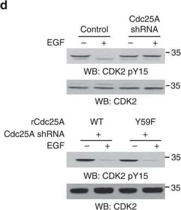 Western blot - Anti-CDK1 + CDK2 + CDK3 + CDK5 (phospho Y15) antibody [EPR2233Y] (AB76146)