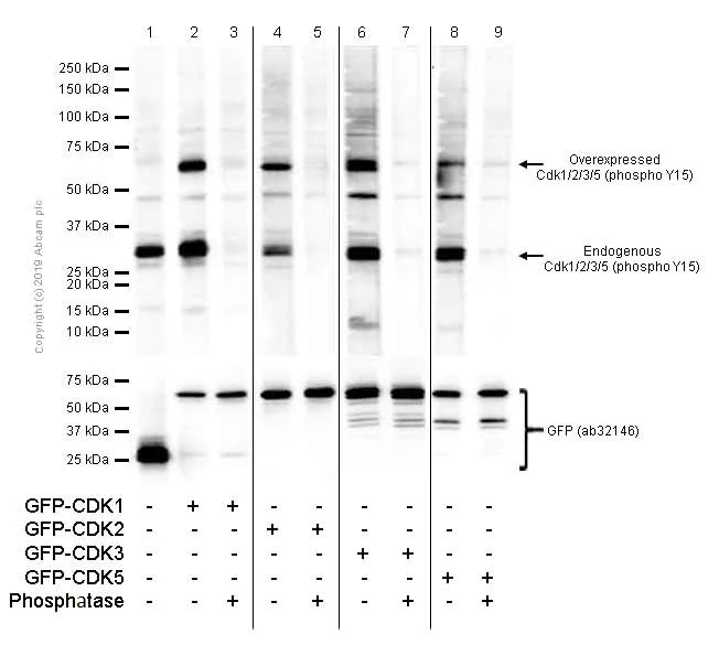 Western blot - Anti-CDK1 + CDK2 + CDK3 + CDK5 (phospho Y15) antibody [EPR2233Y] - BSA and Azide free (AB176312)