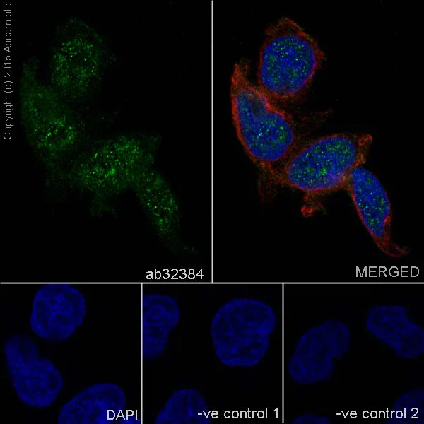 Immunocytochemistry/ Immunofluorescence - Anti-CDK1 + Cdk2 + Cdk3 (phospho T14) antibody [E161] (AB32384)