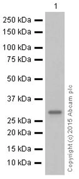 Western blot - Anti-CDK1 + Cdk2 + Cdk3 (phospho T14) antibody [E161] (AB32384)
